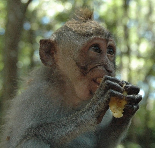 Savez-vous comment on capture les singes dans certains pays ? On place une orange dans une citrouille. Le singe y glisse sa main. Il saisit le fruit, mais n’arrive plus à ressortir sa main. Refusant de lâcher son butin, il reste là, coincé. Et on le capture.